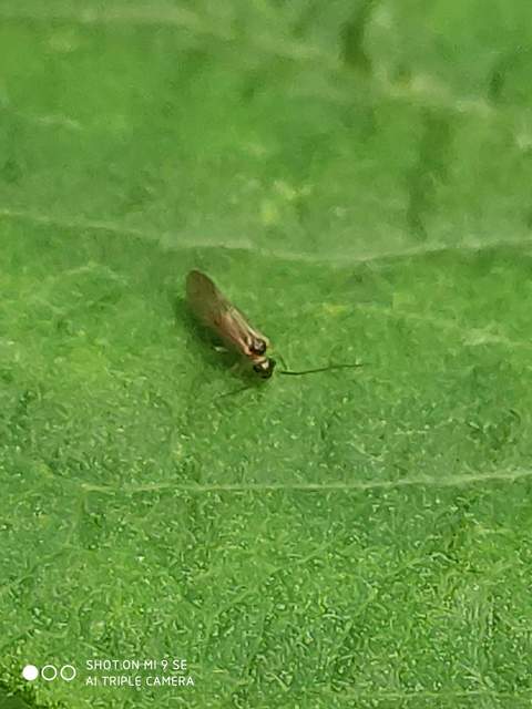 Malostenopsocus immaculatus