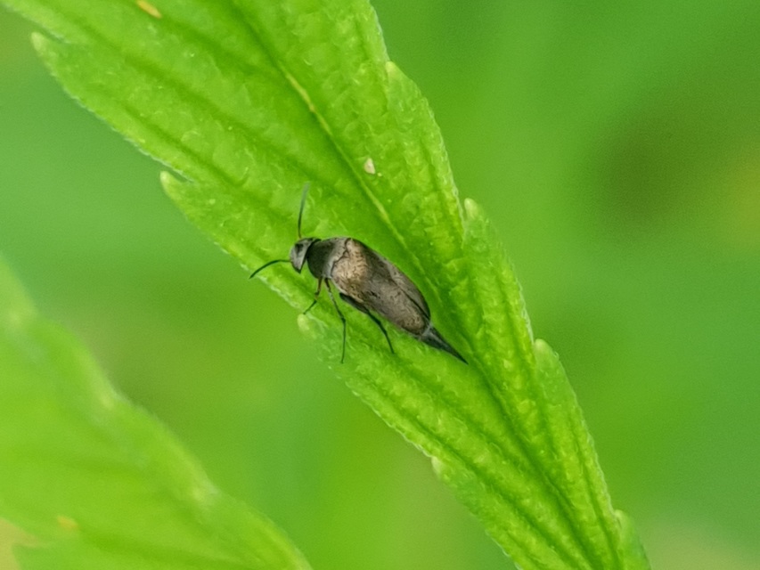 Mordellidae - marókafélék