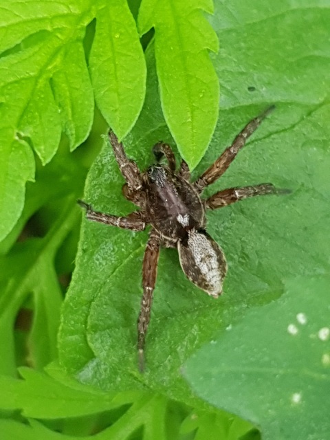 Alopecosa sulzeri
