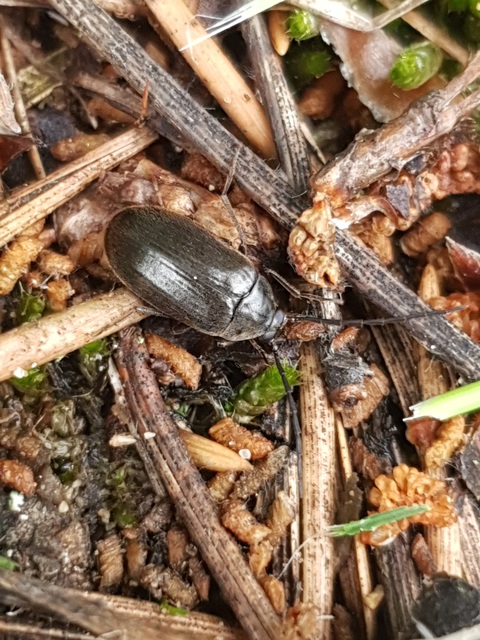Hymenalia rufipes - rőtlábú alkonybogár