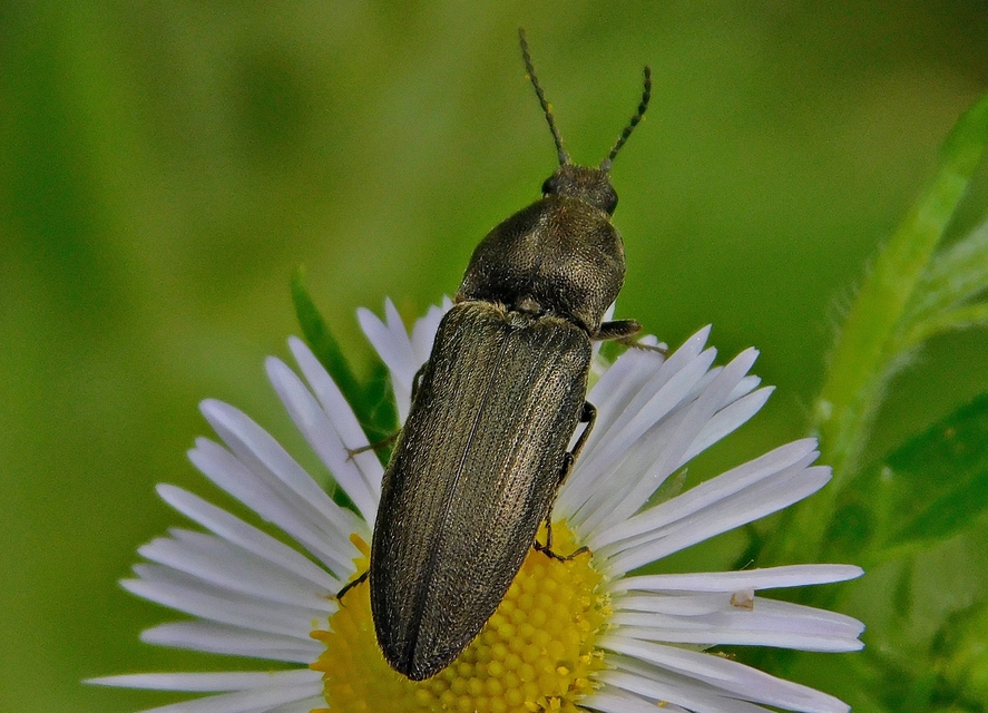 Cidnopus pilosus - szőrös pattanó