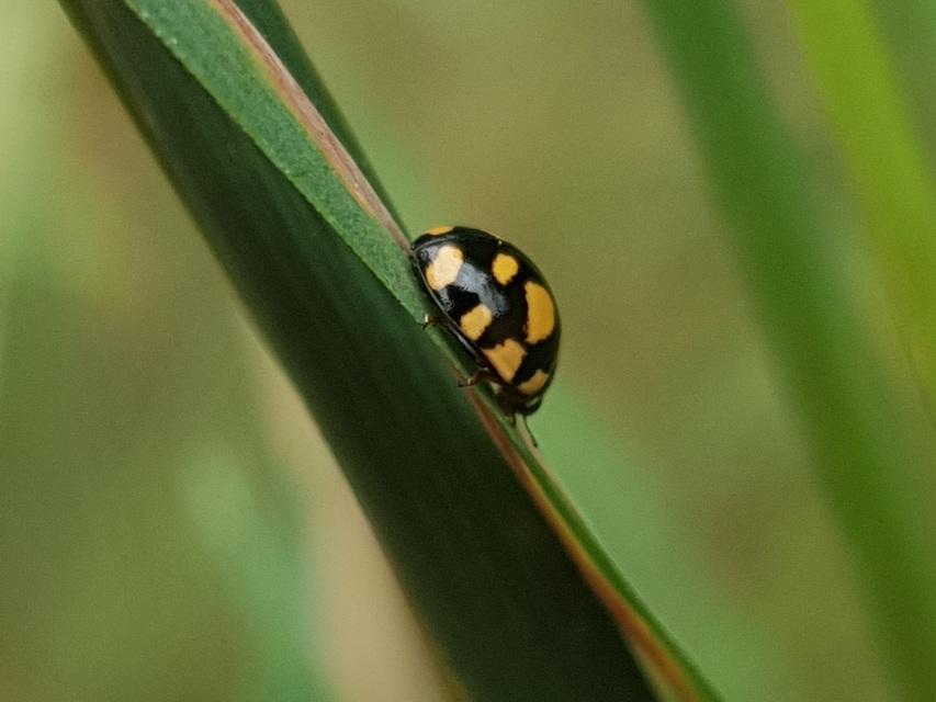 Coccinula quatuordecimpustulata - feketesárga katóka