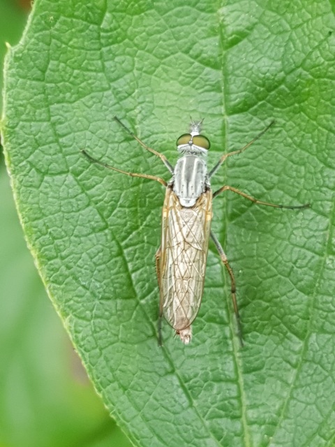 Cliorismia ardea