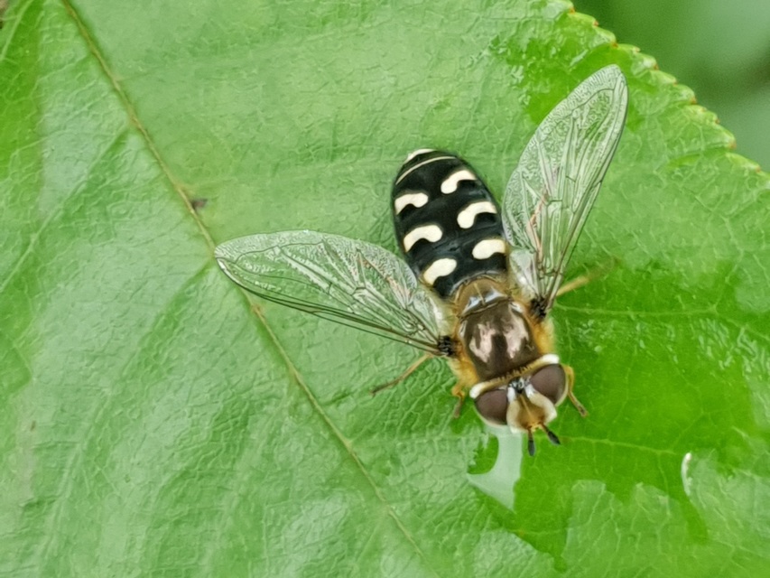Scaeva pyrastri - gyakori nagyhomlokúlégy