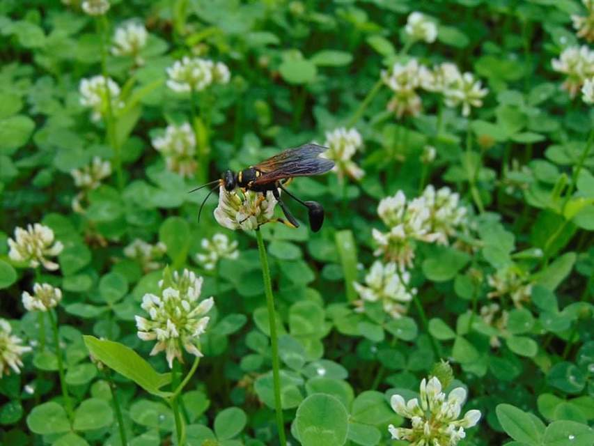 Sceliphron caementarium - feketenyelű lopódarázs