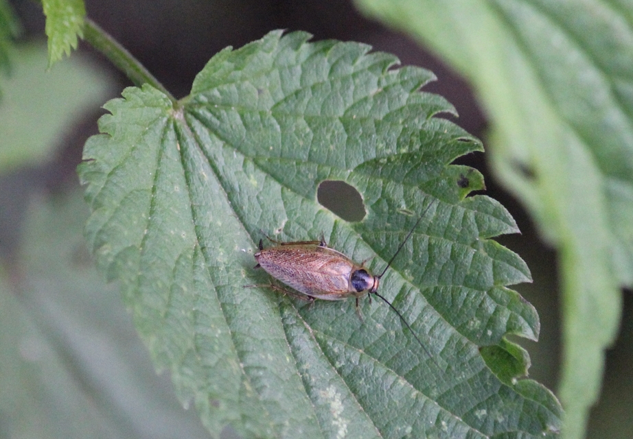 Ectobius erythronotus - sárgatorú erdeicsótány