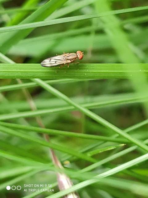 Opomyza germinationis