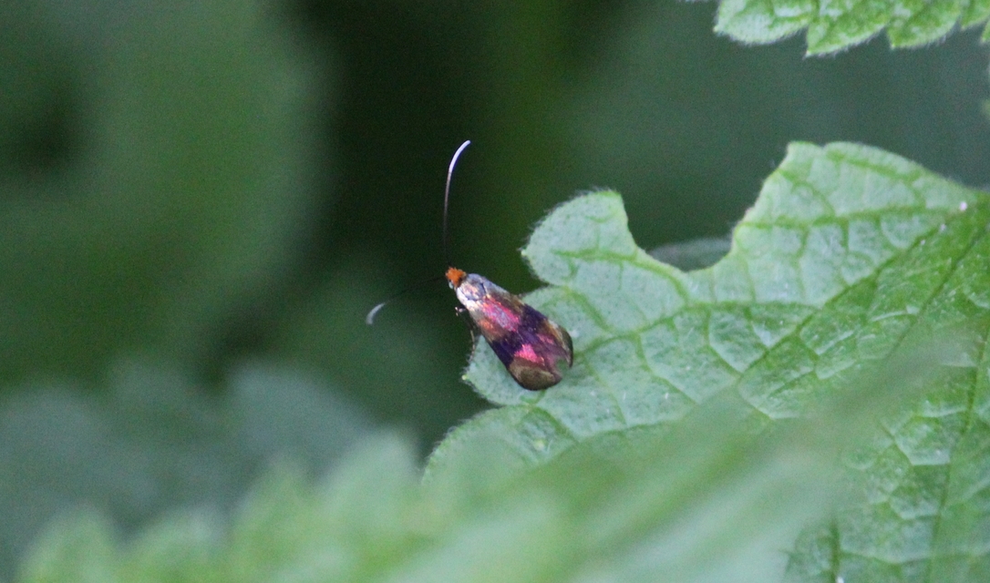 Nemophora
