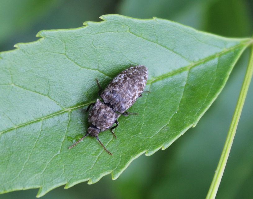 Agrypnus murinus - egérszínű pikkelyespattanó