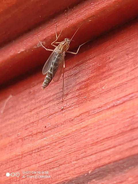 Chironomidae - árvaszúnyogok