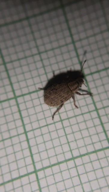 Strophomorphus porcellus - szálkásszőrű ormányos