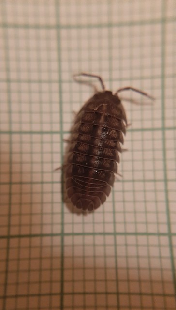 Armadillidium nasatum - üvegházi gömbászka