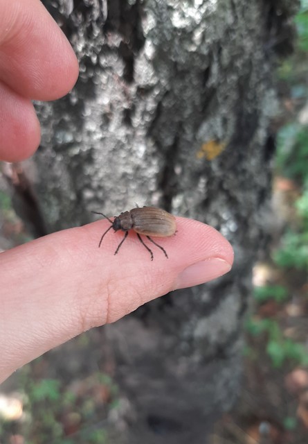 Galeruca pomonae - barna olajosbogár