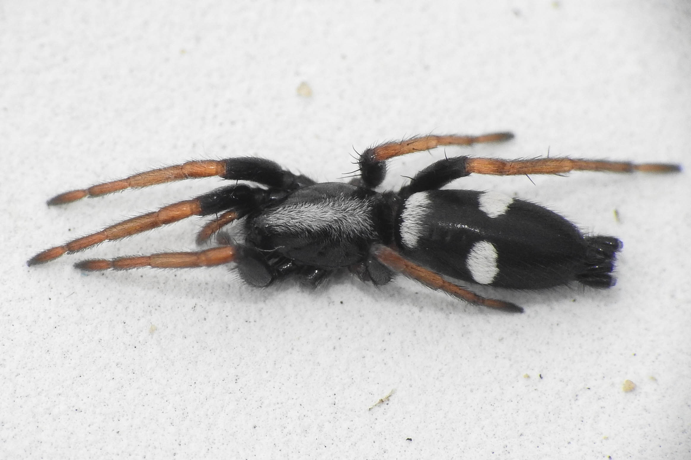 Aphantaulax cincta/trifasciata