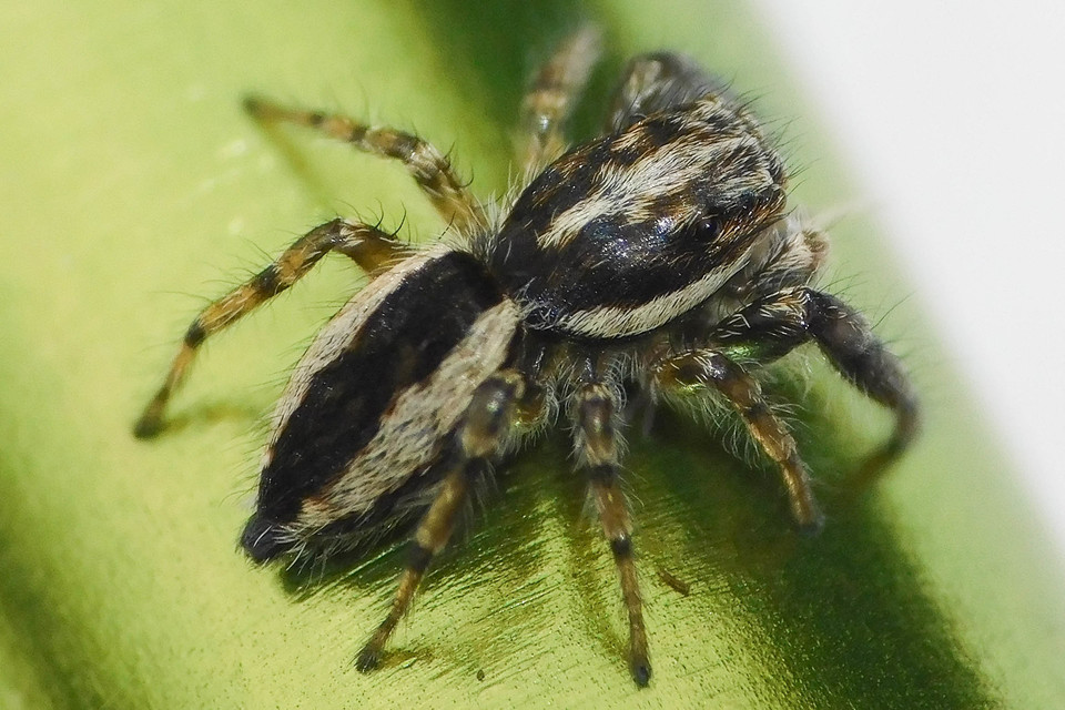 Pseudicius encarpatus - kéregugrópók