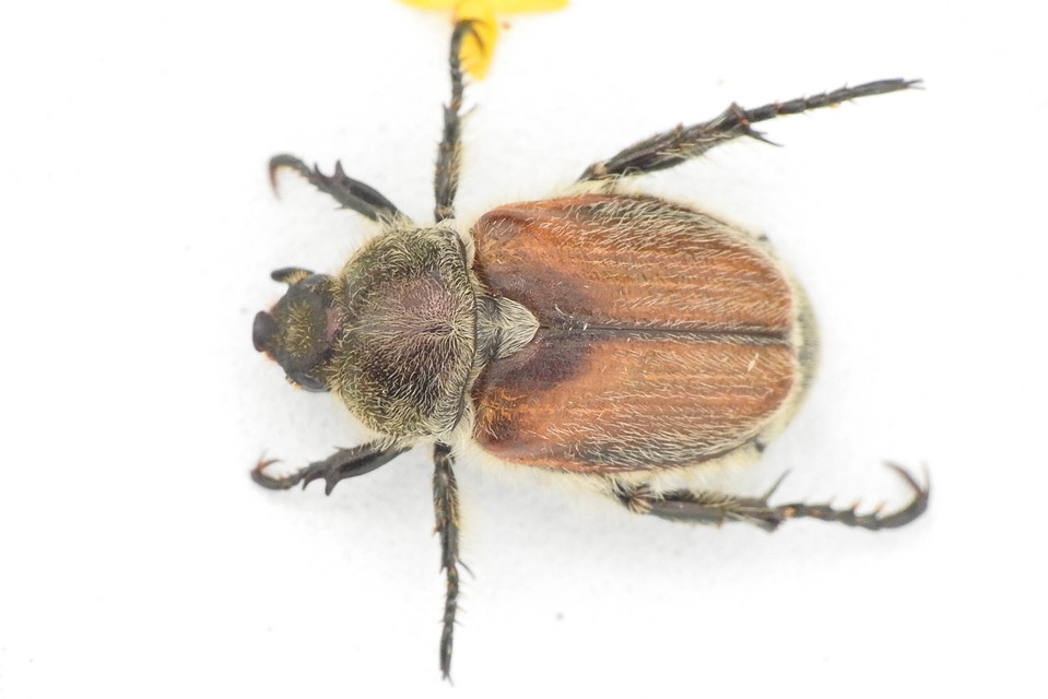 Chaetopteroplia segetum - rozsszipoly