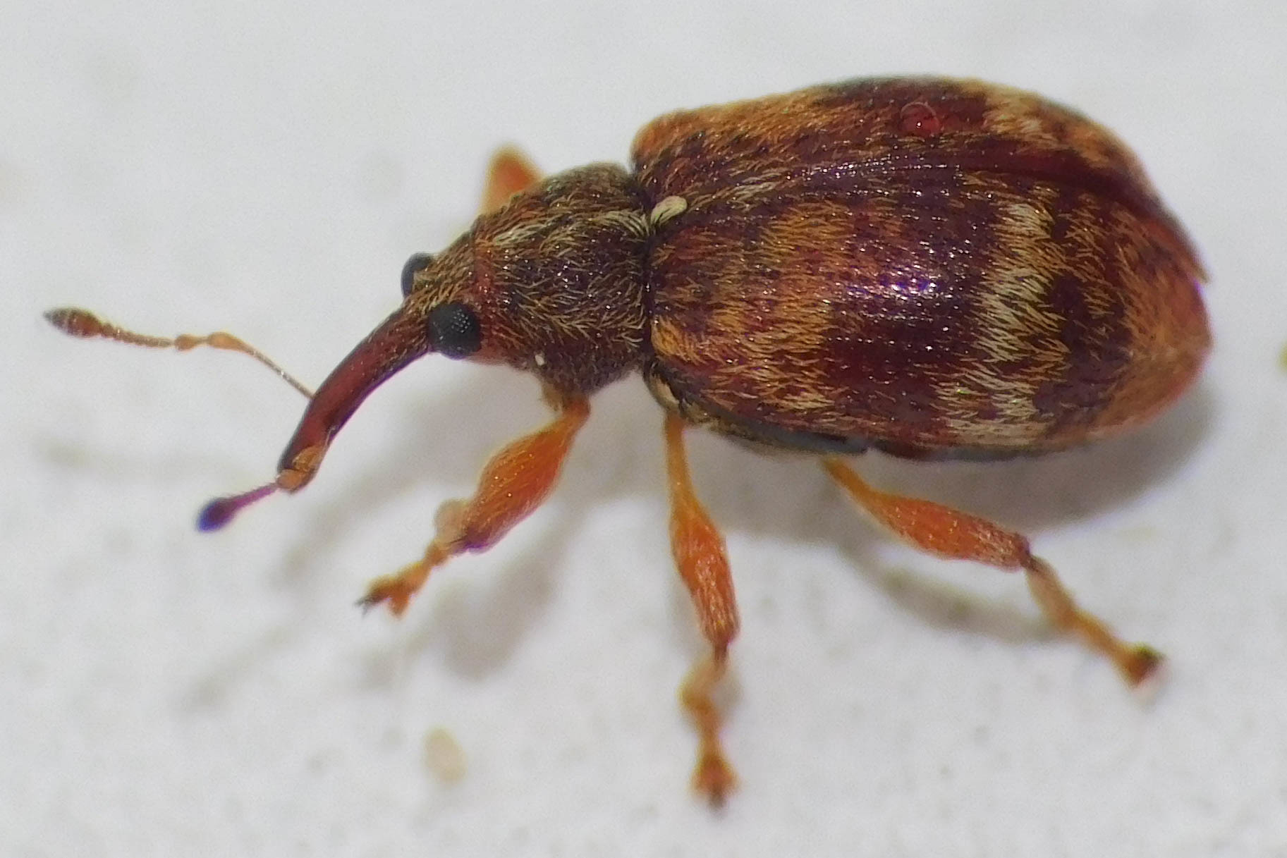 Anthonomus pedicularius - galagonya-bimbólikasztó