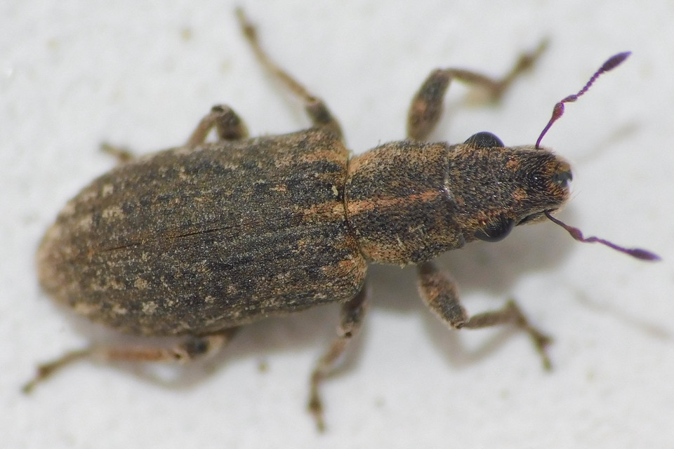Sitona callosus - szempillás csipkézőbogár