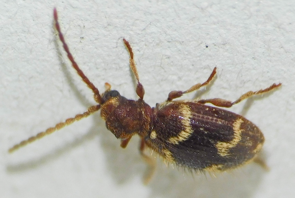 Ptinus rufipes - vöröslábú tolvajbogár
