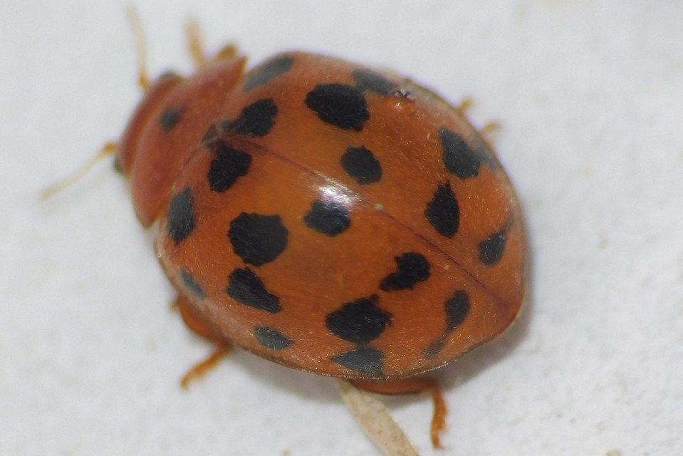 Subcoccinella vigintiquatuorpunctata - lucernaböde