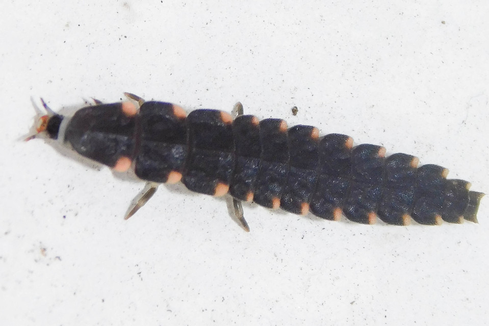 Lampyris noctiluca - nagy szentjánosbogár Lampyris noctiluca - nagy szentjánosbogár