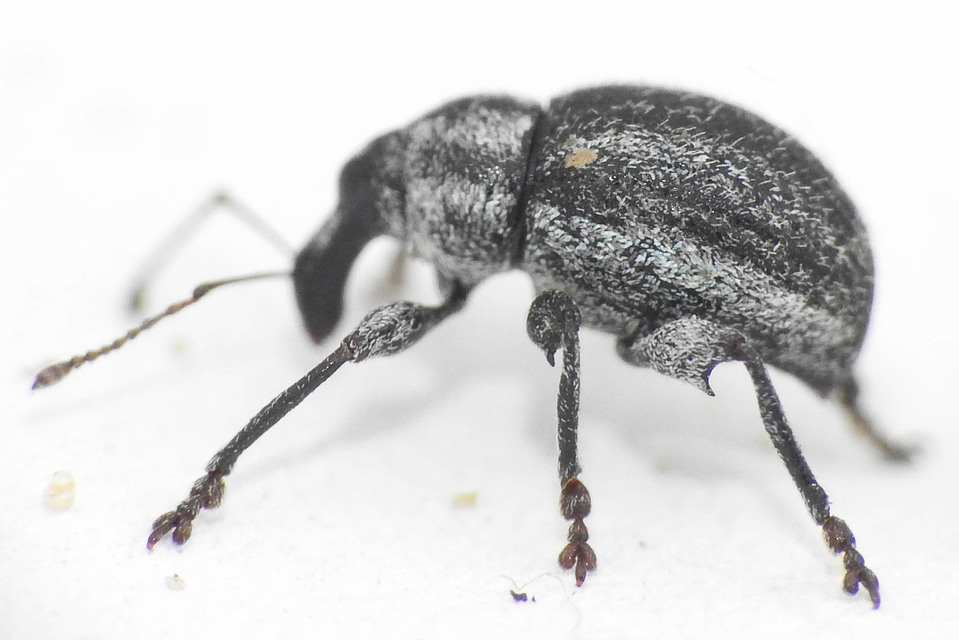 Apsis albolineata - alföldi rozsormányos