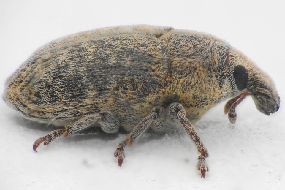 Larinus minutus - aprópúderbarkó