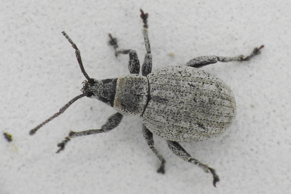 Peritelus familiaris - nagy kendermagbogár