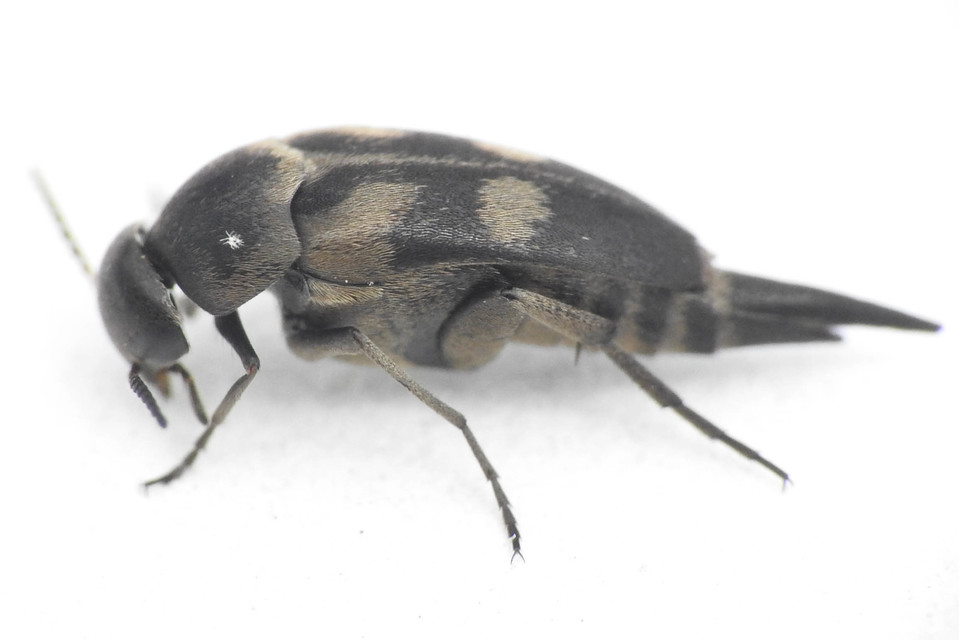 Variimorda