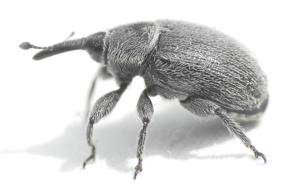 Rhinusa asellus - szőrcsillagos ökörfarkkóró-ormányos