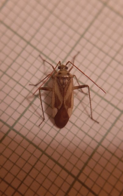 Adelphocoris lineolatus - lucernapoloska