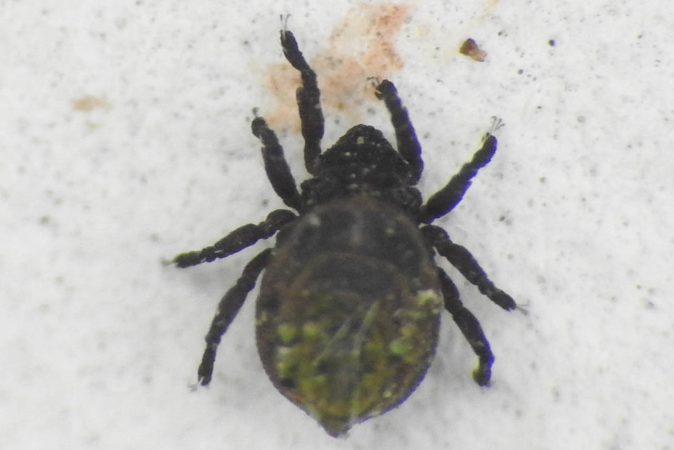 Neoliodidae