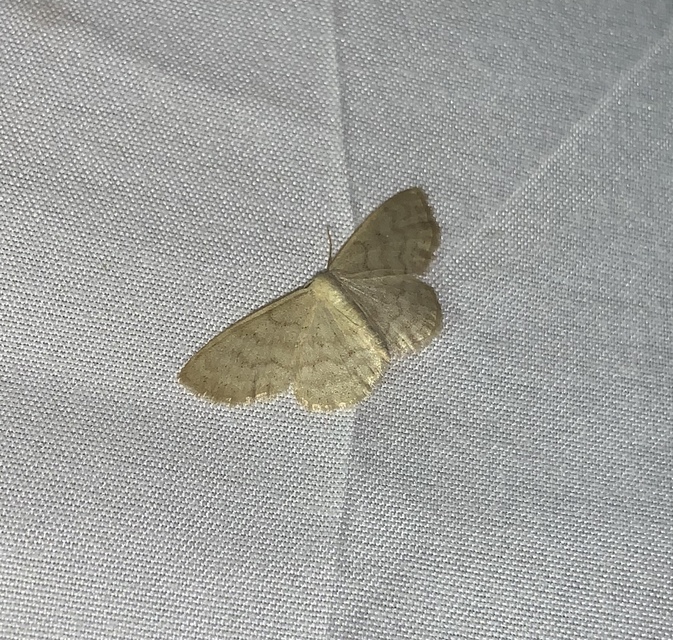 Idaea dilutaria - napvirág-apróaraszoló