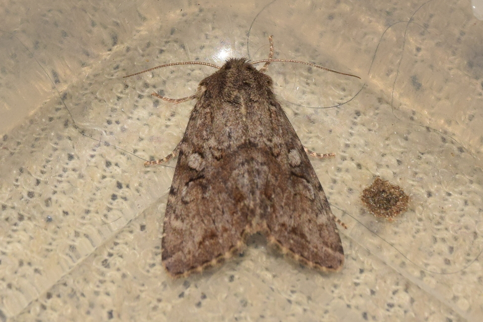 Apterogenum ypsillon - ipszilon-erdeibagoly