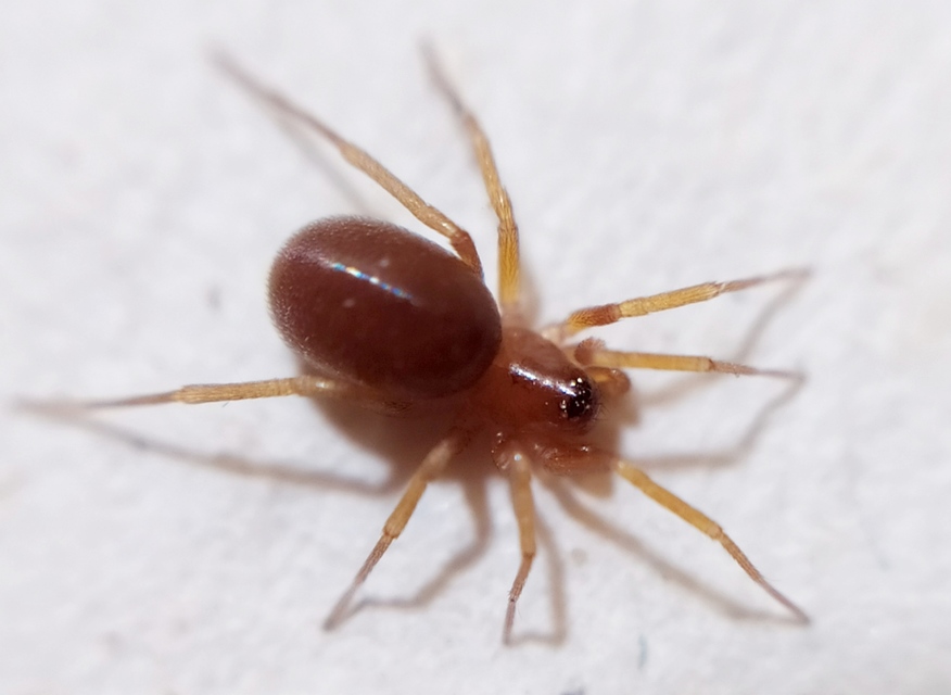 Zodarion rubidum