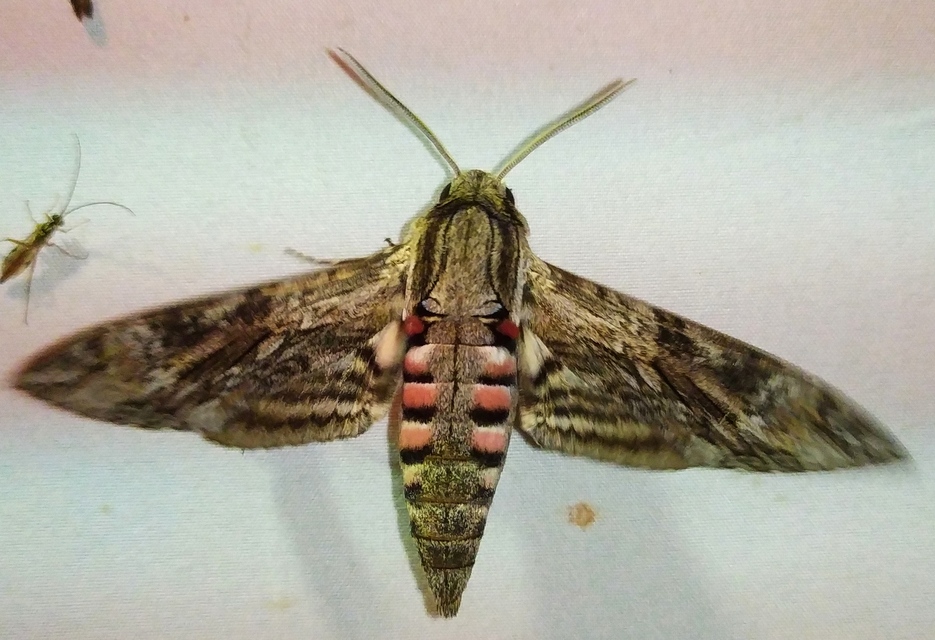 Agrius convolvuli - szulákszender