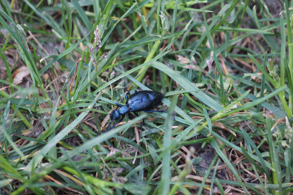 Meloe violaceus - kék nünüke