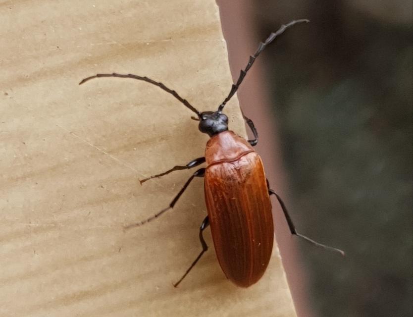 Pseudocistela ceramboides - narancssárga alkonybogár