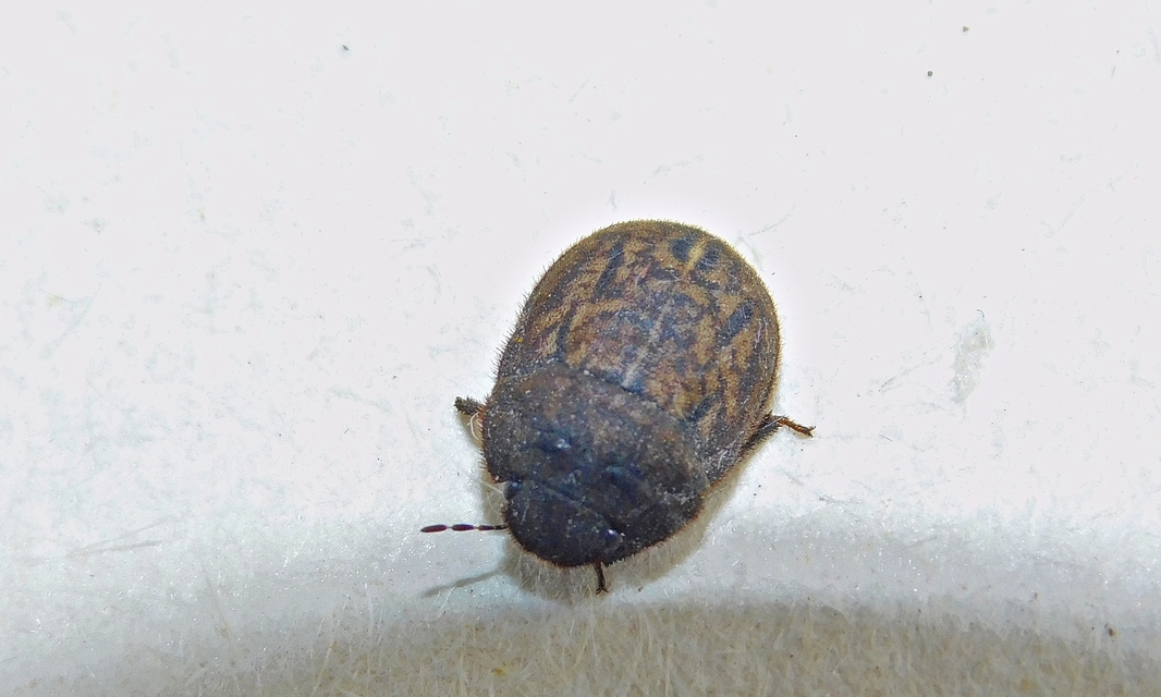 Odontoscelis fuliginosa - szőrös pajzsospoloska (Állathatározó; Kondorosy Nagy_Hideg hegy) Odontoscelis fuliginosa - szőrös pajzsospoloska (Állathatározó; Kondorosy Nagy_Hideg hegy)