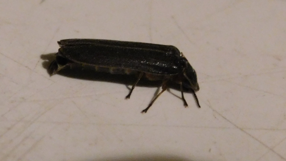 Lampyris noctiluca - nagy szentjánosbogár Lampyris noctiluca - nagy szentjánosbogár