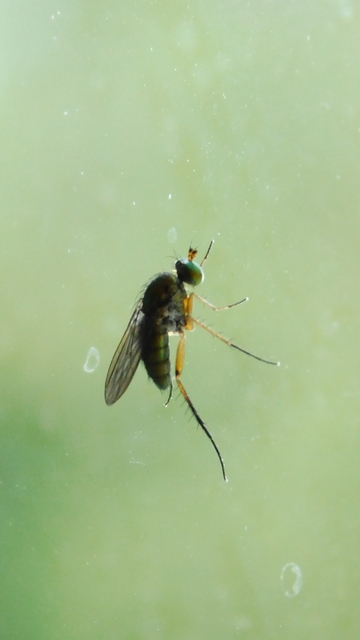 Dolichopodidae - szúnyoglábú legyek