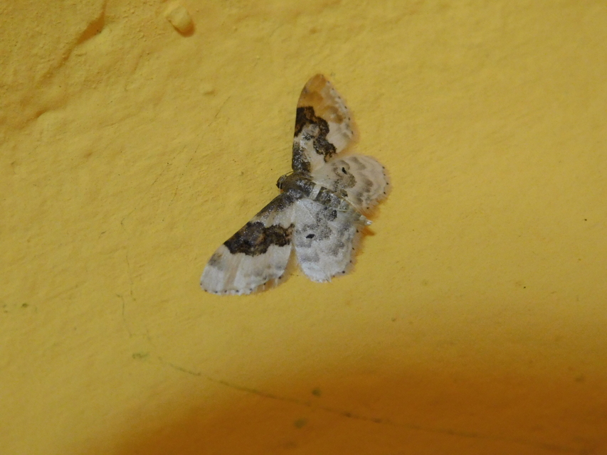 Idaea rusticata - tarka apróaraszoló