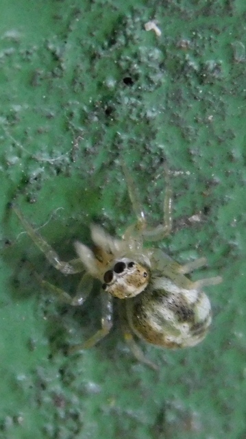 Phintella castriesiana - drávai ugrópók