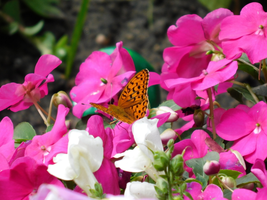 Argynnis adippe - ezüstös gyöngyházlepke