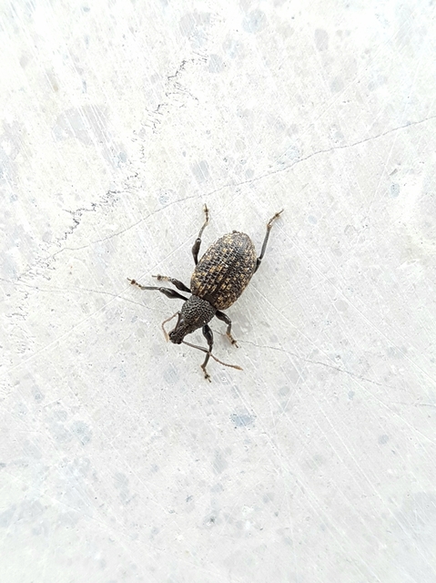 Otiorhynchus sulcatus - szálkás gyalogormányos