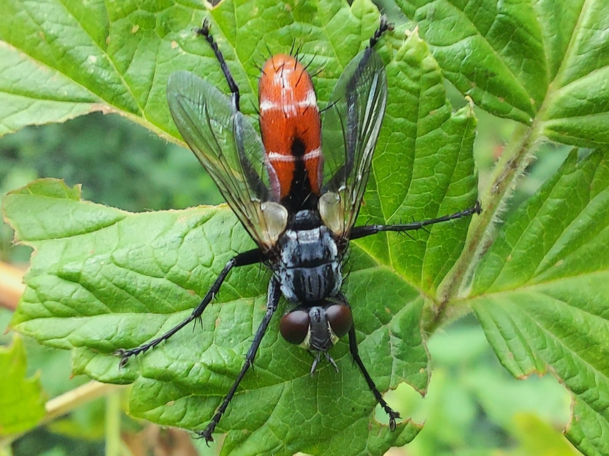 Cylindromyia bicolor