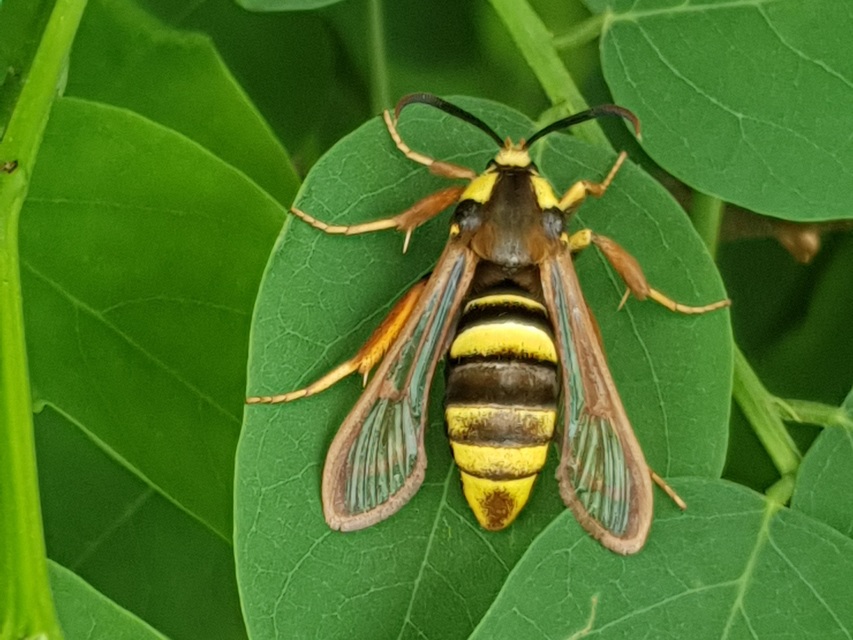 Sesia apiformis - darázslepke