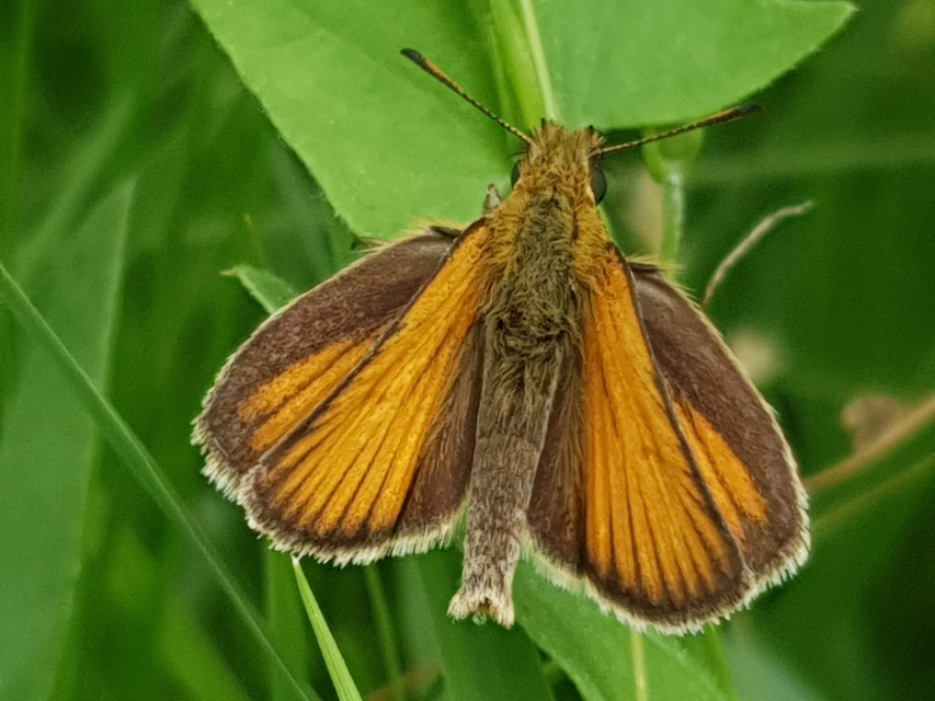 Thymelicus lineola - vonalas busalepke