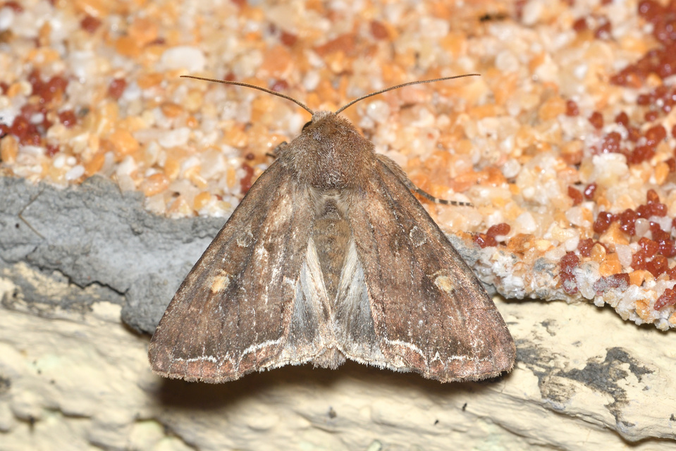 Lacanobia oleracea - saláta-kertibagoly