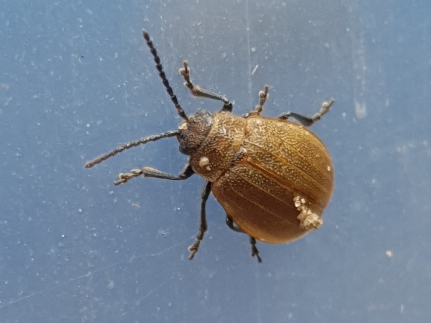 Galeruca pomonae - barna olajosbogár